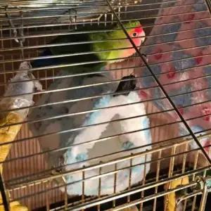 하트둥지 앵무새 포치 소