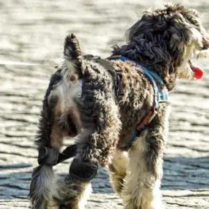 [골드스마일]강아지 슬개골 보호대 서포트 벨트 마모 방지용