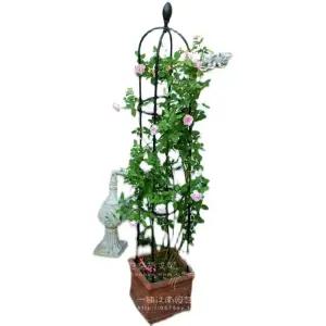 오벨리스크 정원 프레임 트렐리스 장미 지주대 가든