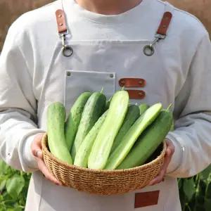 [농산물마루] 백오이 5개 10개 15개 백다다기 오이