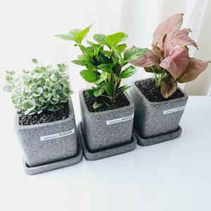 (보타니컬 시리즈)공기정화 다육 선인장 완제품(구성:식물+시멘트화분+받침대)분갈이해서 보내드려요