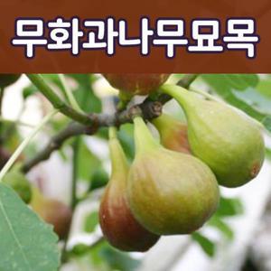 [태영원예묘목]무화과나무묘목/유실수.삽목1-2년생