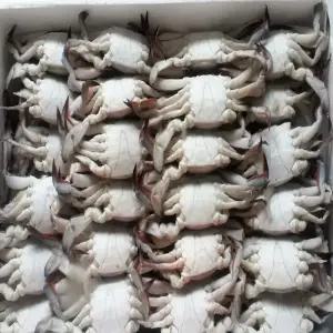 국산꽃게 10kg 숫꽃게(소)