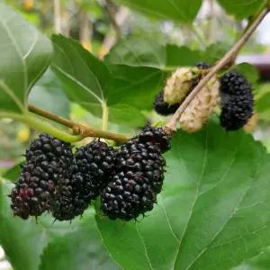 오디나무 (슈퍼 왕오디) 접목 1년생 묘목 노지월동 정원과일나무 대과종 (목하원예조경)