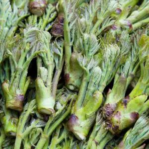 [롯데백화점]고창베리세상 고창 자연산 참두릅(산두릅) 옆순 1kg