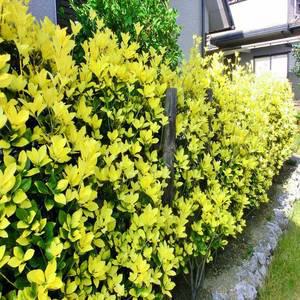 [나무팜]황금사철나무묘목 20주(2년생/키15cm내외)울타리 식재용 원예용 조경수 상록수