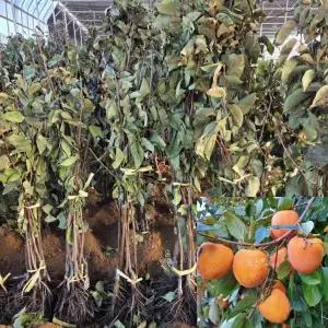 대봉감나무 묘목 (접목1년생) 특묘 감묘목 과수 유실수