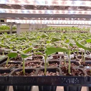 원예용 애플수박 모종 5주