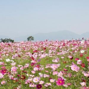 아시아종묘 씨앗 꽃 코스모스 1kg 혼합