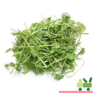 미나리 4Kg (보통)