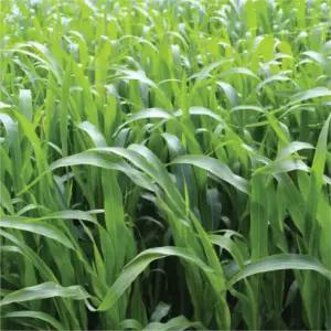 (코리아팜) 수단그라스 씨앗 20kg 녹비작물 목초작물 수단그라스 수수 교잡종