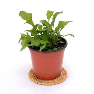 루꼴라 허브 화분 소형 모종 로켓루꼴라 루콜라 식물