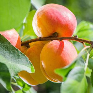 살구나무 묘목 왕살구나무 3년생 결실주