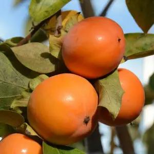 [같이가치농원]둥시감나무 묘목 접목 1년생 특묘 조기결실가능 정원과일나무 노지월동 가능