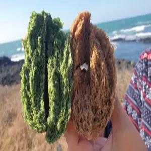 제주찐빵 쑥빵 보리빵 팥(없는) 수재찐빵 30개