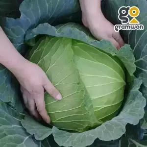 손질 양배추 수입양배추 15KG내외 못난이 식자재