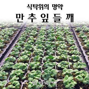 [모종심는아빠] 식탁위에 명약 만추 잎들깨 모종72개(트레이한판)