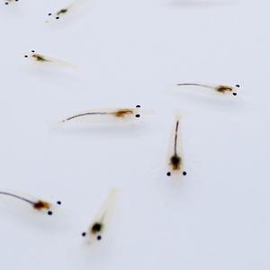 스노우볼 새우1.5cm 선별개체 10마리 관상용 어항 수초 이끼청소