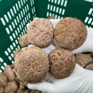 무농약 친환경 화고 생 표고버섯 1kg 상급 선물세트 향이좋은 산지직송 자연산 표고농장