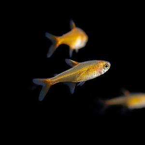 나나아쿠아 열대어 엠버 테트라 10마리