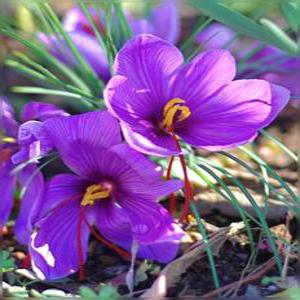 보라 샤프란 구근 10개