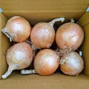 잘 말려 단단한 무안 햇양파 3kg 소 2025년