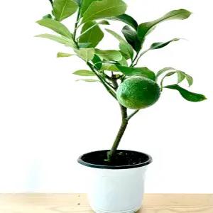 레몬나무3년산 레몬팜