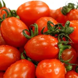 프레시 품질보장 고당도 대추 방울토마토 5kg 로얄과