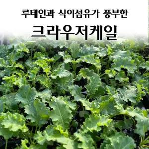 [모종심는아빠] 루테인과 식이섬유 함량이 높은 크라우저케일 모종72개(트레이한판)