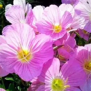 낮달맞이꽃, 달맞이꽃 모종(분홍색,다년생, 노지월동, 야생화) 5개 ,10개중선택