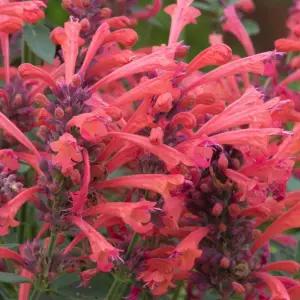 배초향 아가스타체 쿠도스코랄 2포트 다년생 정원 노지월동 B05