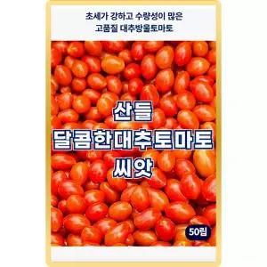산들 달콤한 대추 토마토씨앗 50립 바이러스에 강한 수량성이 좋은 방울 토마토씨 종자
