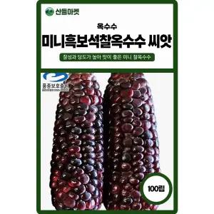 미니 흑보석 찰옥수수 씨앗 100립 찰성과 당도가 높은 미니 옥수수씨 종자