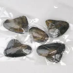 진주캐기 이색 체험 키트 진주조개 천연 보석 목걸이