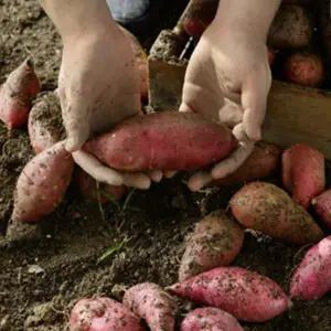 해남 밤고구마 10kg 비세척