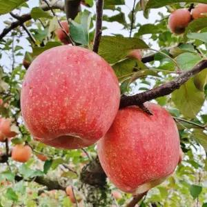 당도선별 옥과농협 부사 사과 5kg (18-23과) 가정용