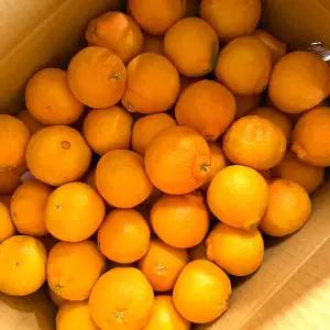 한라봉 박스통채로 10kg 5kg 3kg