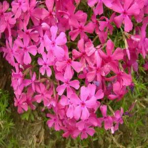 꽃잔디 홍설(진분홍) 모종 비닐포트묘 스무개묶음  DR814