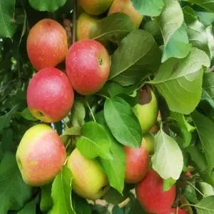 미니사과나무 / 루비에스 / R3 / 결실주