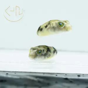 파하카 복어 (관상어, 열대어)