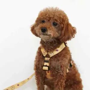 일비 춘식이 H형 하네스 강아지가슴줄 하네스목줄