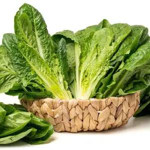 프레시 통 로메인 1kg 쌈채소 로메인상추