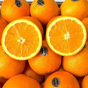 포미식탁 퓨어스펙 블랙라벨 오렌지 특대과(XL) 20과