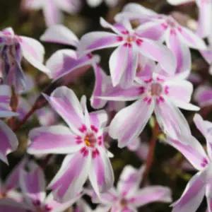 투톤 핑크줄무늬꽃잔디모종 포트묘 20개 bb263