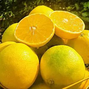 선물용 황금향 선물 추석 3kg 선물세트