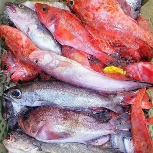 냉동 자연산 통영 제철 생선 3kg 3-8종 잡어 모듬 생선 구이 용 생선 매운탕 생선 돌돔 삼뱅이 병어 낭태