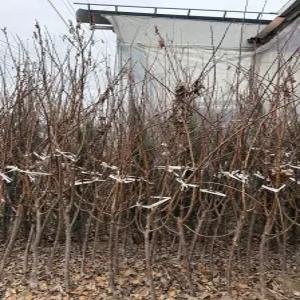 (경기농원)살구나무묘목 초하 3년생 결실주