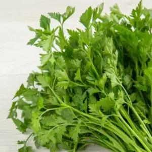 국내산 생쑥 봄 제철 쑥 국거리 쑥떡용 어린쑥 1kg