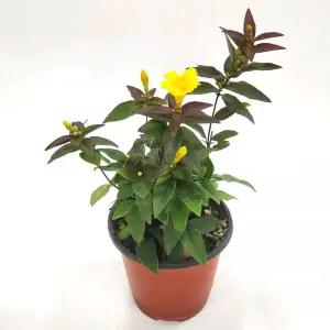 청년모종 향기나는 개나리자스민 키우기 음지 거실 그늘 음지 반려 꽃피는 실내공기정화식물