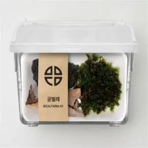 등각류 공벌레 관찰 키트 쥐며느리와 비슷하다 공벌레 5마리 이끼 흙 먹이